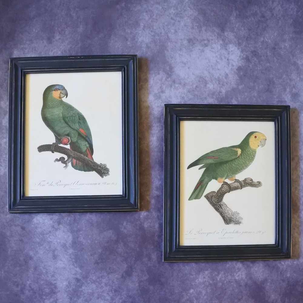 Framed Antique Barraband Parrot Illustration Prints Bird Nature Wall Decor